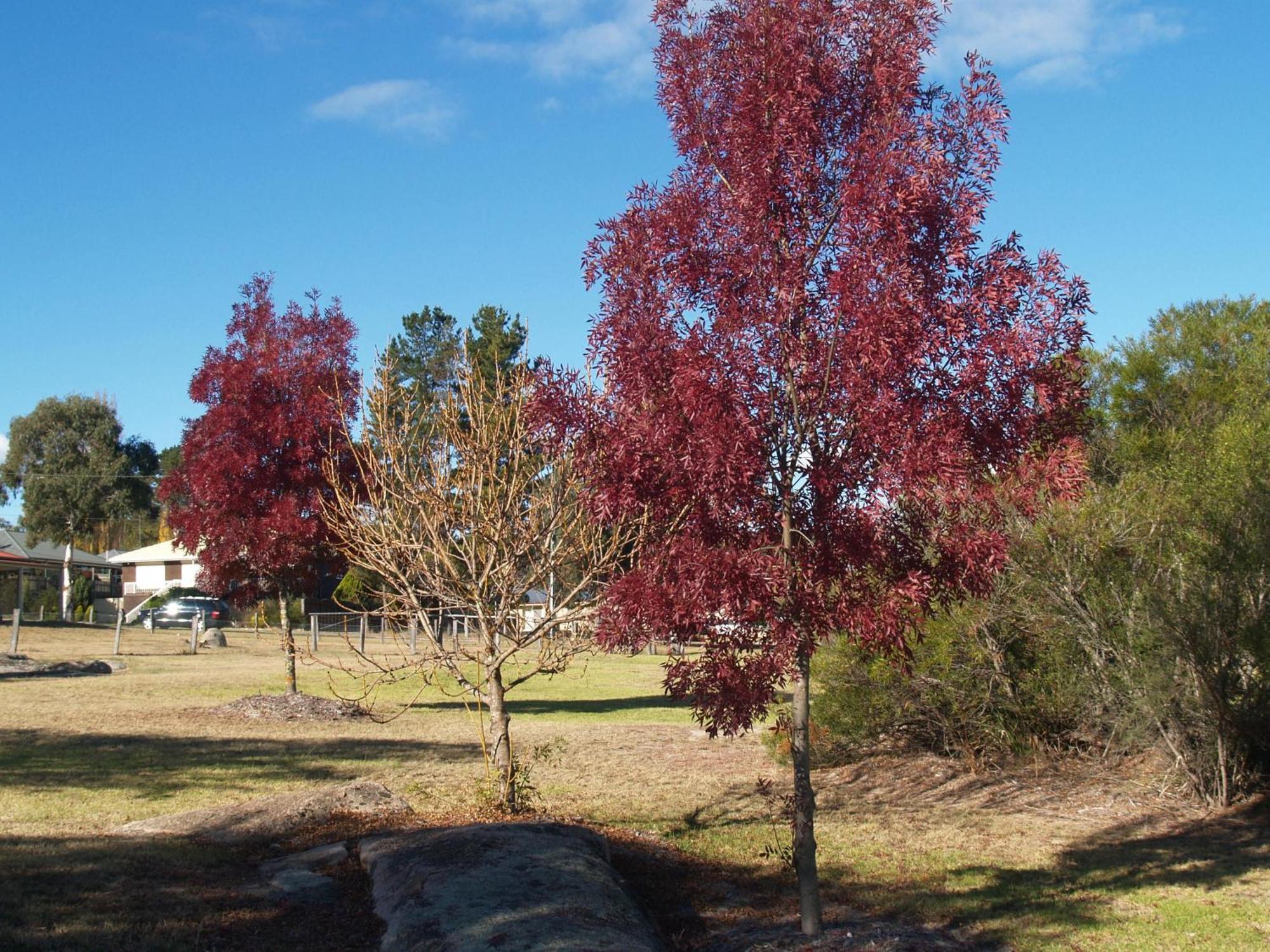Boulevard Motel Stanthorpe Luaran gambar